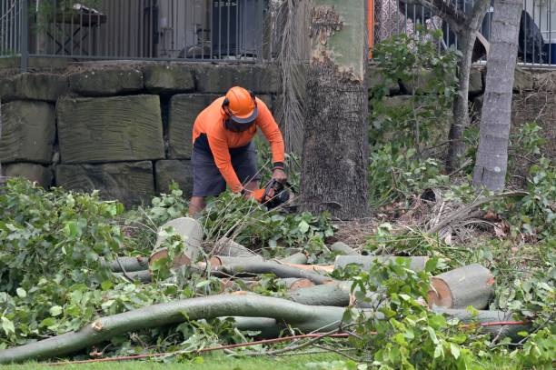 Best Tree and Shrub Care  in Napa, CA